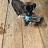Rosie is registered to the contest to win money with this photo: puppy, dog, black_dog, blue_eyes, water_bottle, wooden_deck, outdoor, pet, animal, playful, cute, young_dog, standing, daylight, nature, canine, tongue_out, fur, mischievous, small_dog