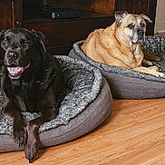 Austin And Pepa is registered to the contest to win money with this photo: dog, black_dog, tan_dog, pet_bed, indoor, wooden_floor, furniture, relaxed, animal, canine, companion, cute, domestic_animal, resting, cozy, fur, two_dogs, laying_down, home, living_room