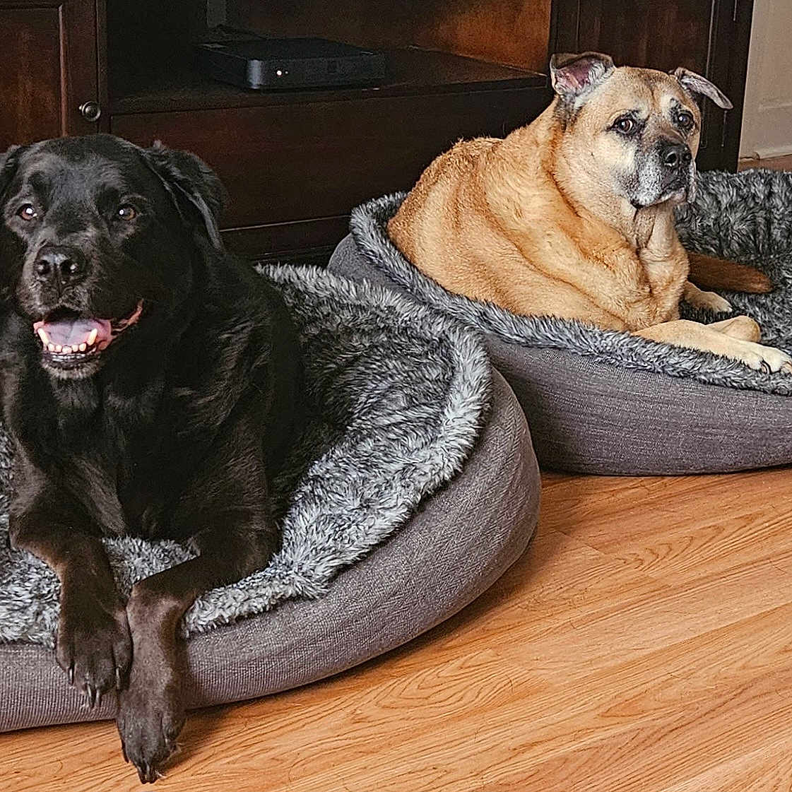 Austin And Pepa is registered to the contest to win money with this photo: dog, black_dog, tan_dog, pet_bed, indoor, wooden_floor, furniture, relaxed, animal, canine, companion, cute, domestic_animal, resting, cozy, fur, two_dogs, laying_down, home, living_room