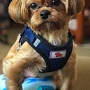 Brody joined the competition — help win amazing prizes! animal, blanket, brown, canine, companion, cozy, cute, dog, domestic_animal, fur, furry, harness, indoors, looking, mammal, pet, portrait, puppy, sitting, small_dog