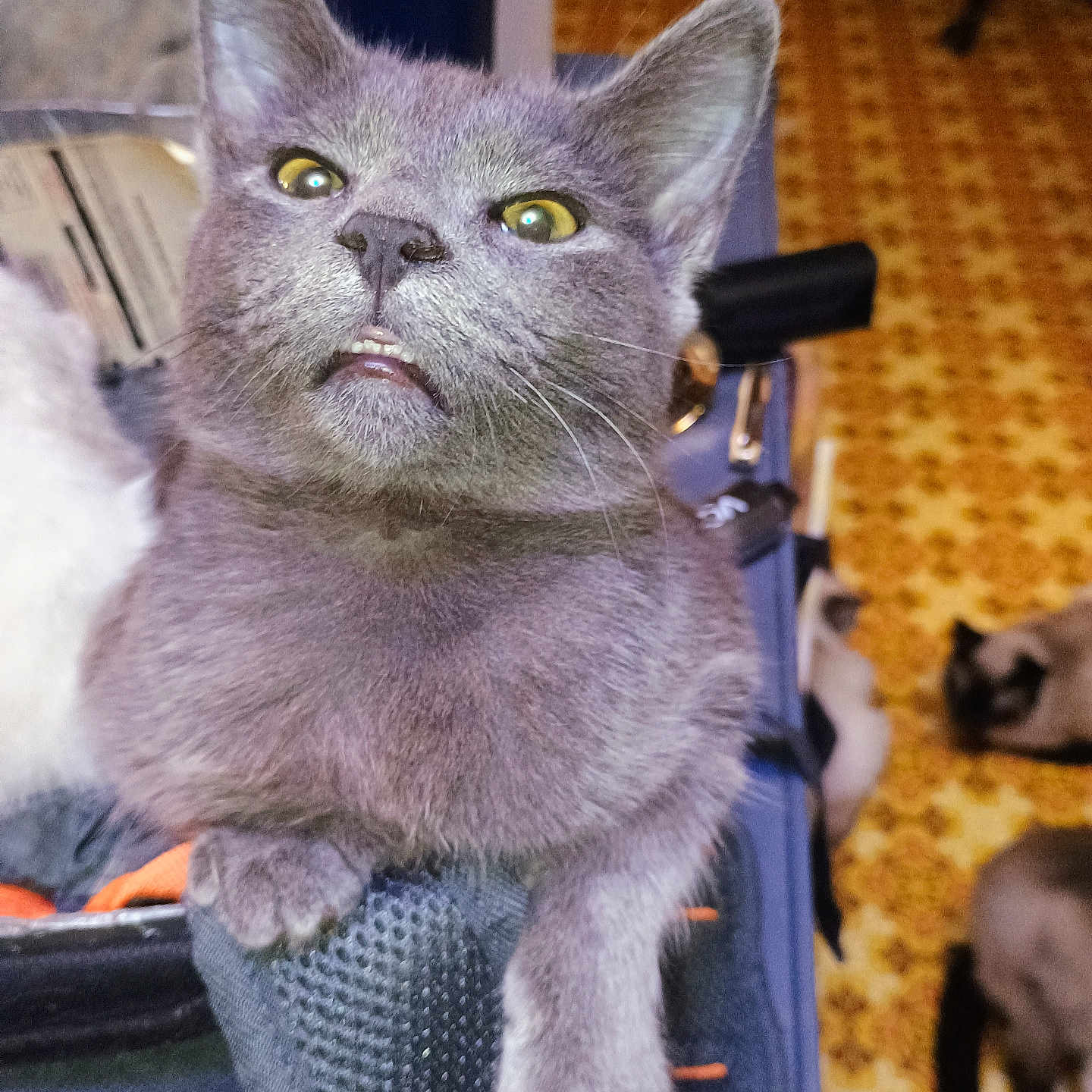 Smokey is registered to the contest to win money with this photo: animal, background, cat, close_up, cozy, cute, domestic, feline, funny_expression, fur, gray_cat, indoor, multiple_cats, patterned_floor, paw, pet, resting, teeth, texture, yellow_eyes