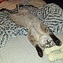 Tiki is registered to the contest to win money with this photo: cat, stretching, bed, blanket, toy, cozy, feline, indoor, pet, sleepy, fur, paw, relaxed, animal, comfortable, whiskers, domestic, cute, resting, nap