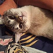 Tiki is registered to the contest to win money with this photo: cat, animal, pet, face, fur, whiskers, close_up, indoor, resting, person, arm, fabric, pattern, striped, domestic, cute, relaxed, snuggling, cozy, soft
