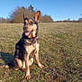 dog, animal, outdoor, grass, field, nature, pet, canine, happy, sunlight, ears, tongue, trees, blue_sky, collar, sitting, daylight, mammal, grassland, smiling