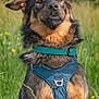 Achille a rejoint le concours — aidez-le/la à gagner de superbes lots ! dog, canine, outdoor, grass, field, nature, pet, animal, harness, greenery, wildflowers, portrait, sitting, fur, ears, muzzle, sunlight, daytime, collar, alert