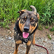 Achille participe au concours pour gagner de l'argent avec cette photo : dog, canine, tongue_out, wet_fur, gravel_path, greenery, poppy_flowers, red_flowers, outdoor, nature, field, grass, plants, pet, animal, happy, close_up, summer, sky, leash