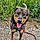 Achille
