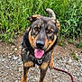 dog, canine, tongue_out, wet_fur, gravel_path, greenery, poppy_flowers, red_flowers, outdoor, nature, field, grass, plants, pet, animal, happy, close_up, summer, sky, leash