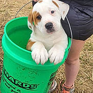 Trigger joined the competition — help win amazing prizes! animal, brown_spots, bucket, canine, casual_clothing, cute, dog, grass, green_bucket, hands, holding, legs, outdoor, paws, person, pet, puppy, sneakers, standing, white_dog