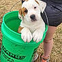 animal, brown_spots, bucket, canine, casual_clothing, cute, dog, grass, green_bucket, hands, holding, legs, outdoor, paws, person, pet, puppy, sneakers, standing, white_dog
