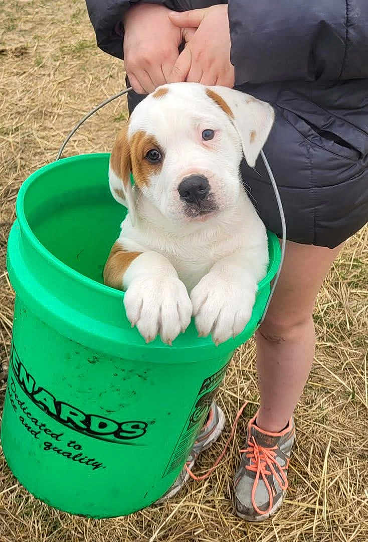 Trigger joined the competition — help win amazing prizes! animal, brown_spots, bucket, canine, casual_clothing, cute, dog, grass, green_bucket, hands, holding, legs, outdoor, paws, person, pet, puppy, sneakers, standing, white_dog