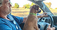 Shania Ashbrook joined the competition — help win amazing prizes! brown_dog, car, car_interior, collar, dashboard, dog, driver, driving, humorous, man, outdoors, passenger, person, portrait, road_trip, rural_landscape, seatbelt, steering_wheel, sunlight, vehicle