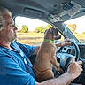 brown_dog, car, car_interior, collar, dashboard, dog, driver, driving, humorous, man, outdoors, passenger, person, portrait, road_trip, rural_landscape, seatbelt, steering_wheel, sunlight, vehicle