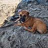 animal, beach, beach_chair, black_muzzle, brown_fur, cute, dog, eyes, flip_flops, green_collar, lying_down, outdoor, pet, portrait, puppy, sand, shadow, summer, sunlight, waterless_shore