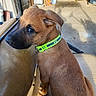 animal, black_muzzle, brown_dog, brown_fur, canine, car_seat, closeup, collar, curious, dog, floppy_ears, garage, neon_collar, outdoor, pet, portrait, puppy, sitting, sunlight, vehicle