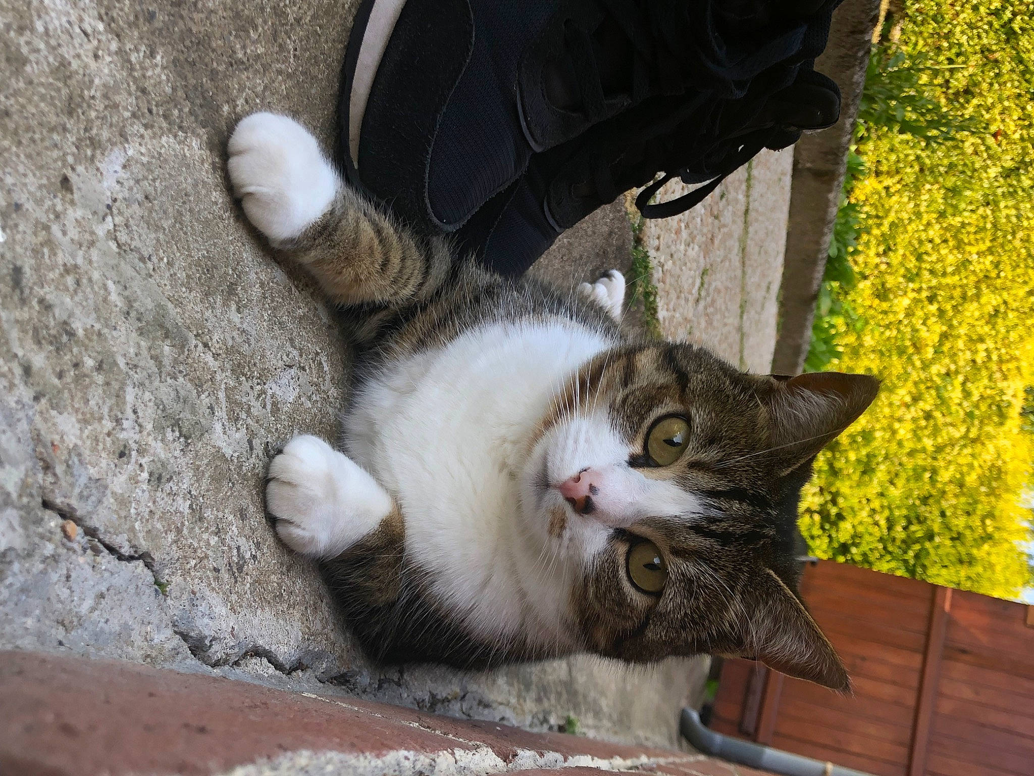 Malice participe au concours pour gagner de l'argent avec cette photo : carnivore, cat, domestic_short_haired_cat, felidae, flower, foot, fur, grass, human_leg, paw, plant, road_surface, sitting, small_to_medium_sized_cats, snout, tail, tree, whiskers, window, wood
