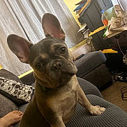 Dutch is registered to the contest to win money with this photo: bottle, brown_fur, carpet, closeup, clutter, couch, curtains, dog, ears, foot, french_bulldog, indoor, living_room, pet, pillow, puppy, relaxed, storage_bin, table, yellow_wall