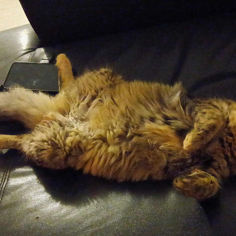 Vanille a rejoint le concours — aidez-le/la à gagner de superbes lots ! animal, architecture, armchair, building, cat, chair, couch, cushion, electronics, furniture, homedecor, indoors, livingroom, manx, mobilephone, person, pet, phone, room, sleeping