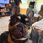 Remi joined the competition — help win amazing prizes! carpet, close_up, couch, cozy, curious, dog, ears, eyes, face, french_bulldog, fur, furniture, home, indoor, living_room, pet, plant, portrait, relaxing, television