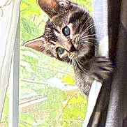 Rocky joined the competition — help win amazing prizes! kitten, tabby, cat, curious, peeking, window, curtain, whiskers, fur, greenery, nature, indoor, pet, young, cute, animal, soft_light, closeup, playful, domestic_cat