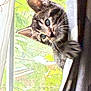 kitten, tabby, cat, curious, peeking, window, curtain, whiskers, fur, greenery, nature, indoor, pet, young, cute, animal, soft_light, closeup, playful, domestic_cat