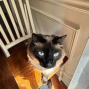 Vader is registered to the contest to win money with this photo: animal, blue_eyes, cat, chair, closeup, domestic_cat, feline, fur, home, indoor, light, pet, shadow, siamese_cat, sunlight, wall, whiskers, window, wood, wooden_floor