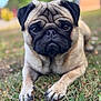 Koda participe au concours pour gagner de l'argent avec cette photo : dog, pug, animal, pet, grass, outdoor, close_up, face, fur, mammal, portrait, cute, wrinkles, brown, black, eyes, nose, paw, laying, nature