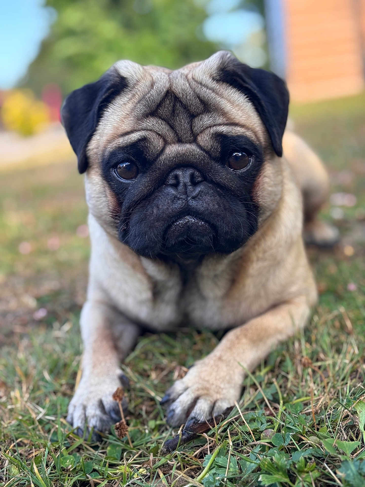 Koda participe au concours pour gagner de l'argent avec cette photo : dog, pug, animal, pet, grass, outdoor, close_up, face, fur, mammal, portrait, cute, wrinkles, brown, black, eyes, nose, paw, laying, nature