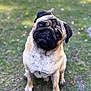 Koda participe au concours pour gagner de l'argent avec cette photo : dog, pug, animal, pet, outdoor, grass, cute, portrait, canine, mammal, fur, face, ears, eyes, sitting, nature, friendly, adorable, companion, head_tilt