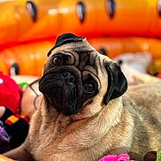 Koda participe au concours pour gagner de l'argent avec cette photo : pug, dog, pet, head_tilt, expressive_eyes, orange_pool, plush_toys, indoor, close_up, fur, cute, animal, portrait, relaxed, toy, colorful, background_blur, cozy, playful, companion