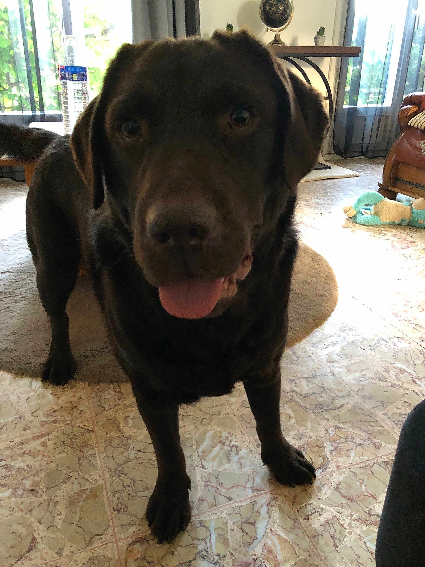 Spake a rejoint le concours — aidez-le/la à gagner de superbes lots ! dog, labrador_retriever, indoor, brown_dog, tongue_out, tile_floor, living_room, window, curtains, water_bottle, globe, plush_toy, sofa, carpet, pet, animal, canine, happy, home_interior, floor
