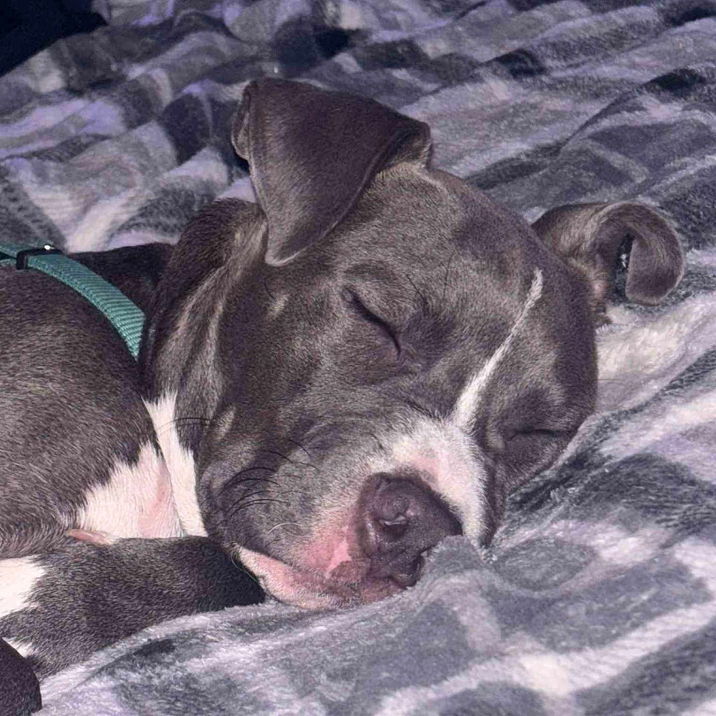 Nala is registered to the contest to win money with this photo: animal, blanket, calm, closeup, comfort, cozy, cute, dog, ears, fur, gray, indoors, paw, peaceful, pet, relaxation, resting, sleeping, snout, white