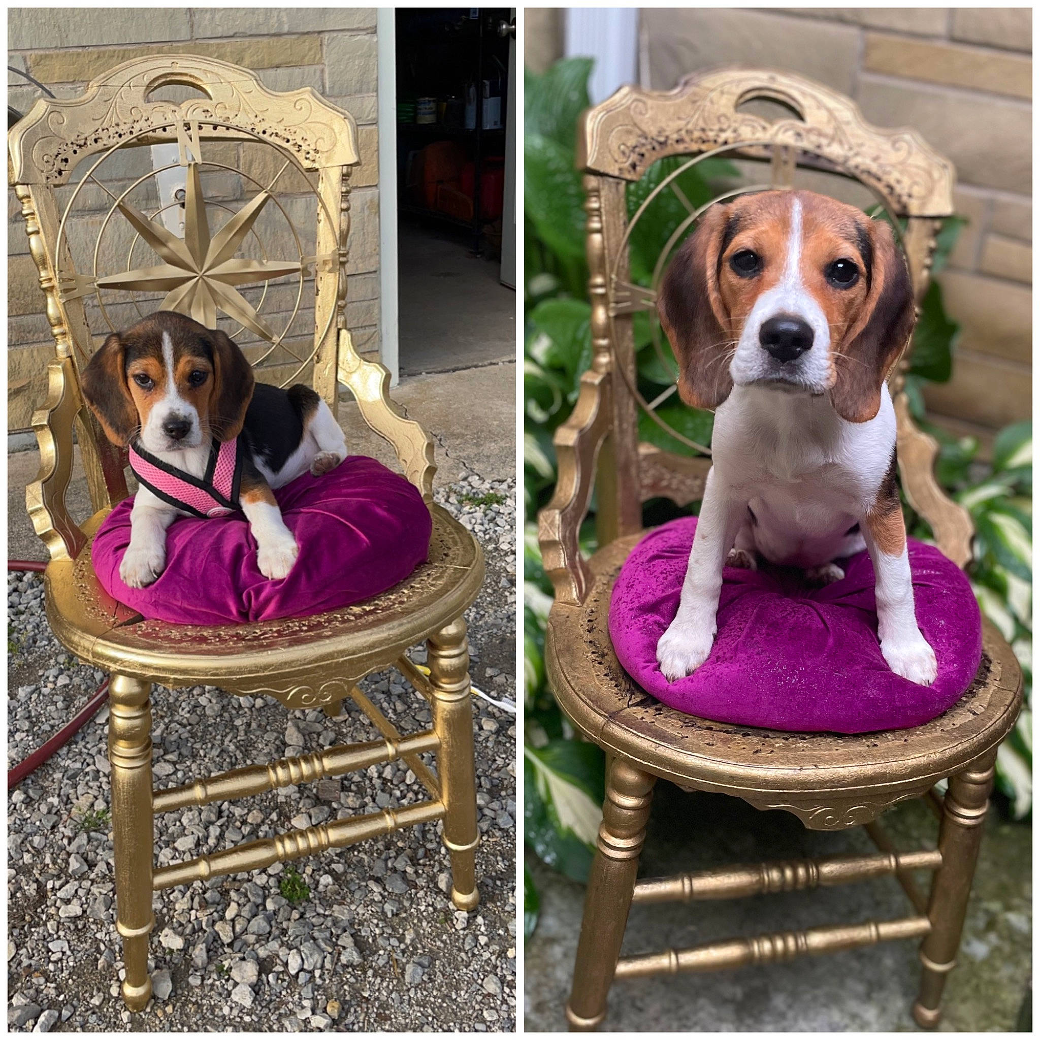 Barbara Jean is registered to the contest to win money with this photo: art, canidae, carnivore, chair, circle, comfort, companion_dog, dog, dog_breed, dog_supply, fawn, magenta, metal, pattern, pet_supply, product, purple, rectangle, sporting_group, working_animal