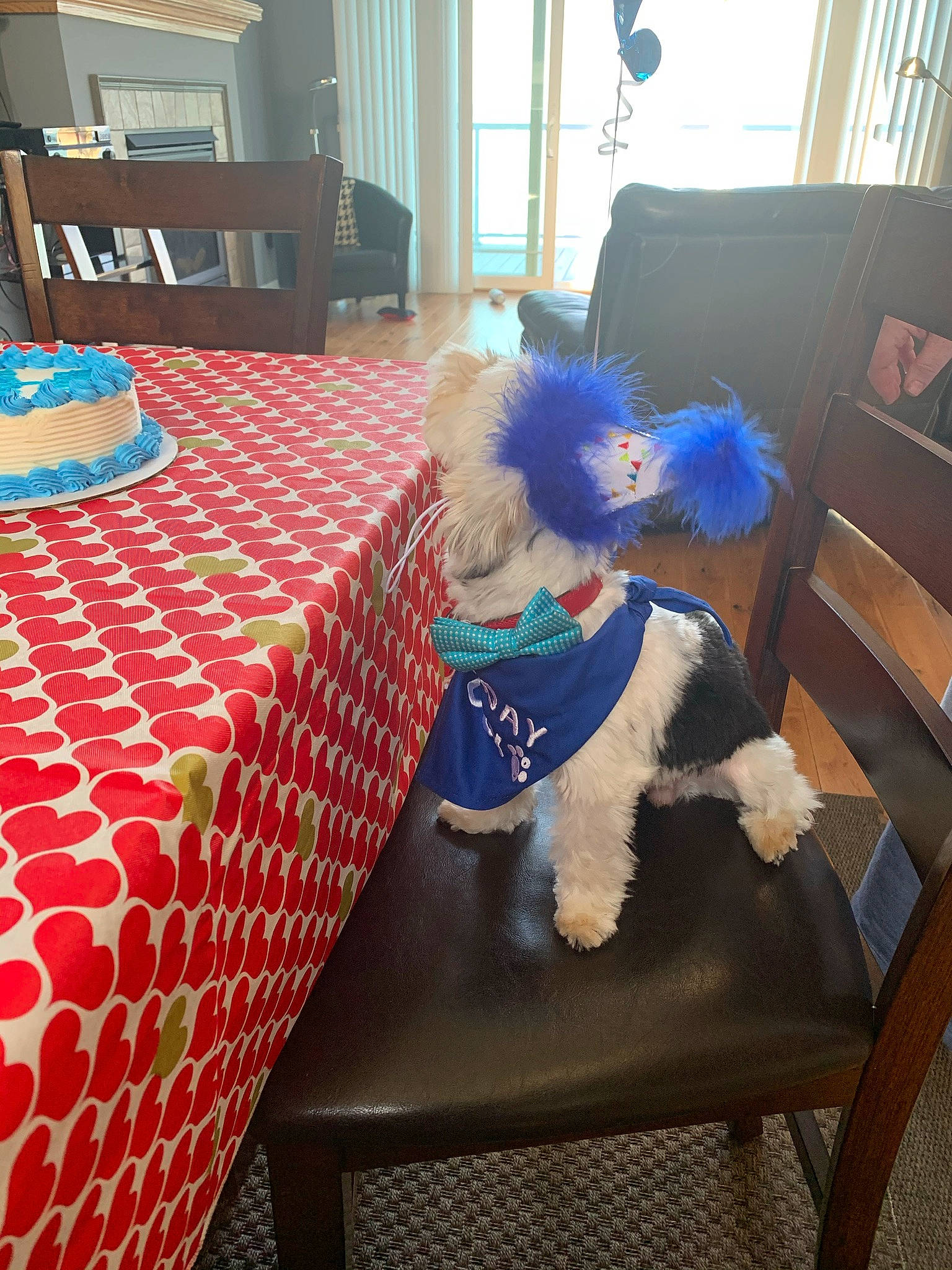 Jagger joined the competition — help win amazing prizes! blue, carnivore, chair, companion_dog, decoration, dog, dog_breed, dog_supply, event, floor, flooring, furniture, hardwood, linens, living_room, table, tablecloth, tail, textile, wood