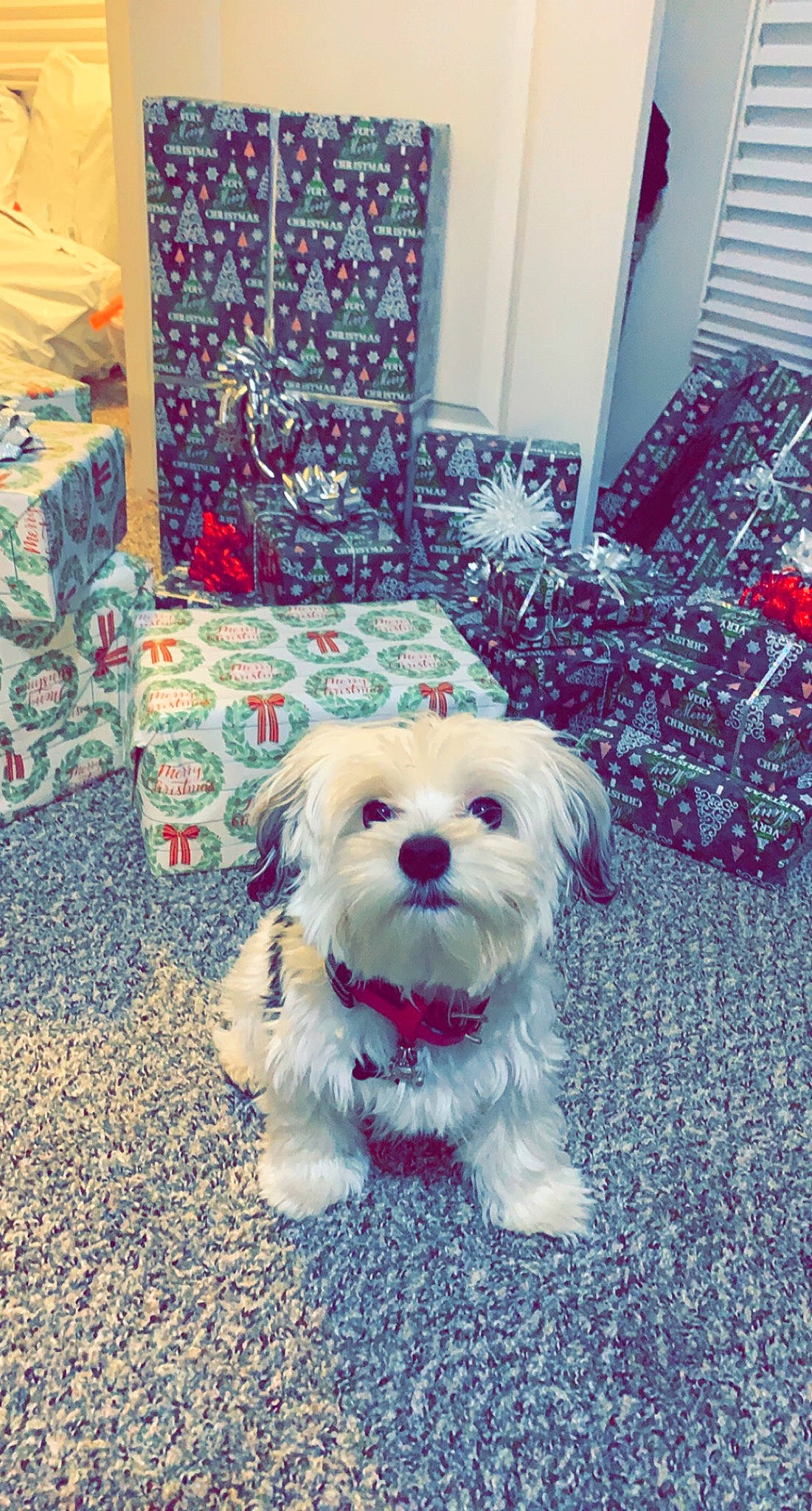 Jagger is registered to the contest to win money with this photo: canidae, carnivore, carpet, cockapoo, companion_dog, dog, dog_breed, dog_collar, dog_supply, flooring, fur, pattern, purple, small_terrier, snout, sporting_group, terrier, textile, toy_dog, working_animal