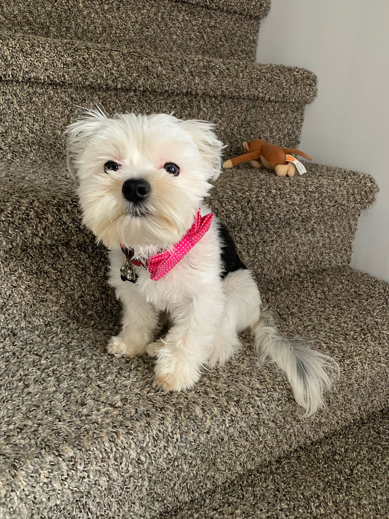 Jagger joined the competition — help win amazing prizes! canidae, carnivore, collar, companion_dog, couch, dog, dog_breed, dog_clothes, dog_collar, dog_supply, fashion_accessory, fur, pillow, plant, small_terrier, snout, sporting_group, terrier, toy_dog, vertebrate