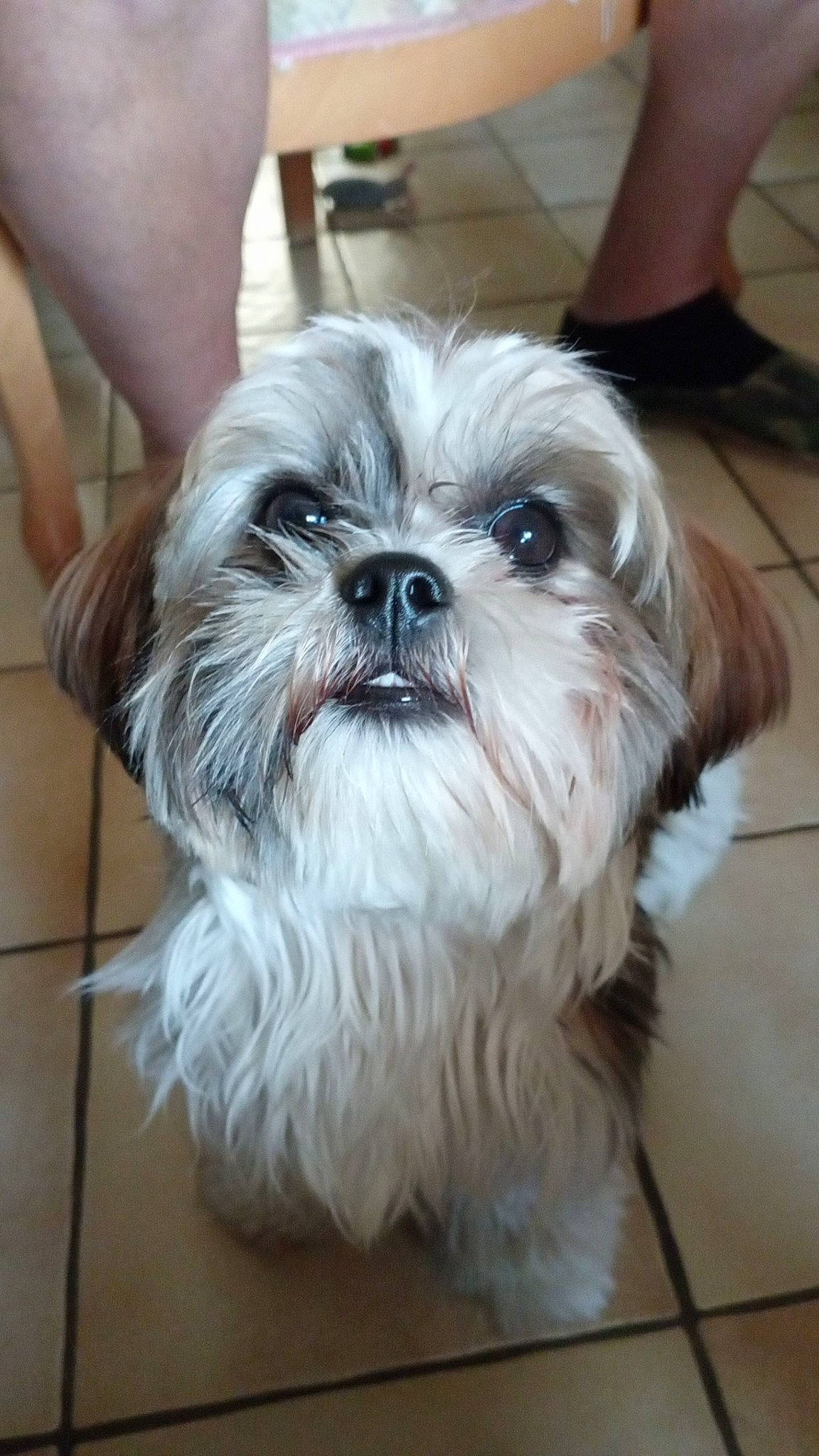 Uzzi a rejoint le concours — aidez-le/la à gagner de superbes lots ! canidae, carnivore, companion_dog, dog, dog_breed, eye, flooring, foot, fur, human_leg, liver, mal_shi, maltepoo, shih_poo, shih_tzu, snout, sporting_group, terrier, toy_dog, working_animal