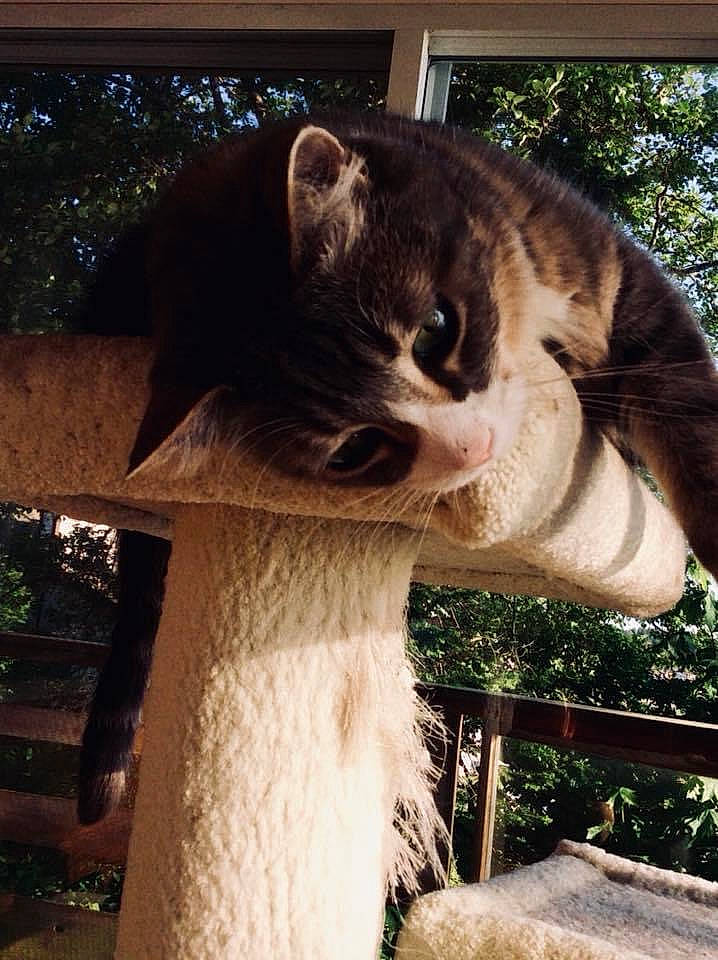 Oskar is registered to the contest to win money with this photo: carnivore, cat, domestic_short_haired_cat, eye, fawn, felidae, fur, grass, koala, marsupial, plant, small_to_medium_sized_cats, snout, tail, terrestrial_animal, tree, trunk, whiskers, wildlife, wood