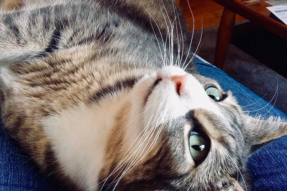 Oskar is registered to the contest to win money with this photo: carnivore, cat, claw, close_up, comfort, domestic_short_haired_cat, eye, fawn, felidae, fur, paw, small_to_medium_sized_cats, snout, vertebrate, whiskers, wildlife, window, wood