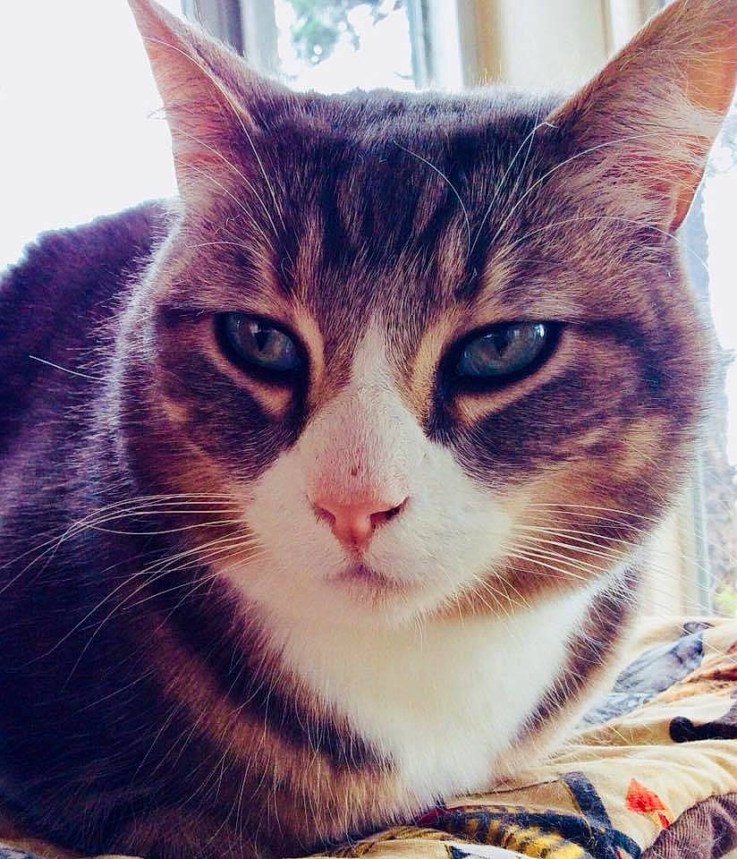 Oskar is registered to the contest to win money with this photo: art, carnivore, cat, domestic_short_haired_cat, eye, felidae, fur, head, iris, love, paw, plant, small_to_medium_sized_cats, snout, square, tree, whiskers, window