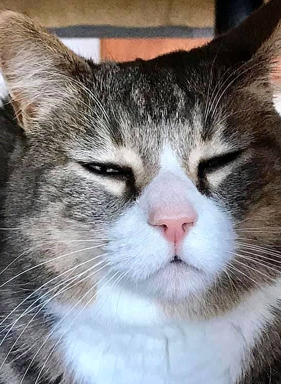 Oskar is registered to the contest to win money with this photo: carnivore, cat, close_up, domestic_short_haired_cat, eye, felidae, fur, hair, head, small_to_medium_sized_cats, snout, terrestrial_animal, tree, whiskers