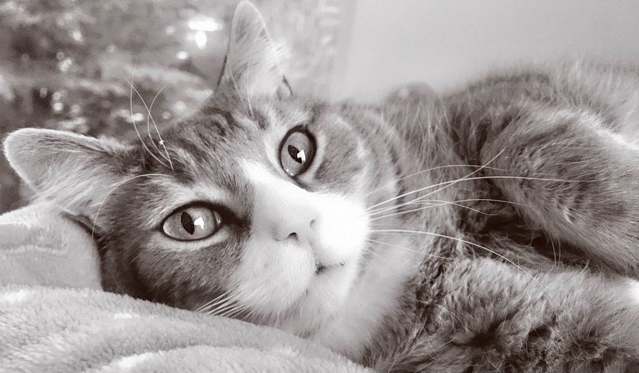 Oskar joined the competition — help win amazing prizes! black_and_white, carnivore, cat, close_up, domestic_short_haired_cat, ear, felidae, fur, grass, grey, iris, monochrome, monochrome_photography, nose, sand, small_to_medium_sized_cats, snout, style, tree, whiskers