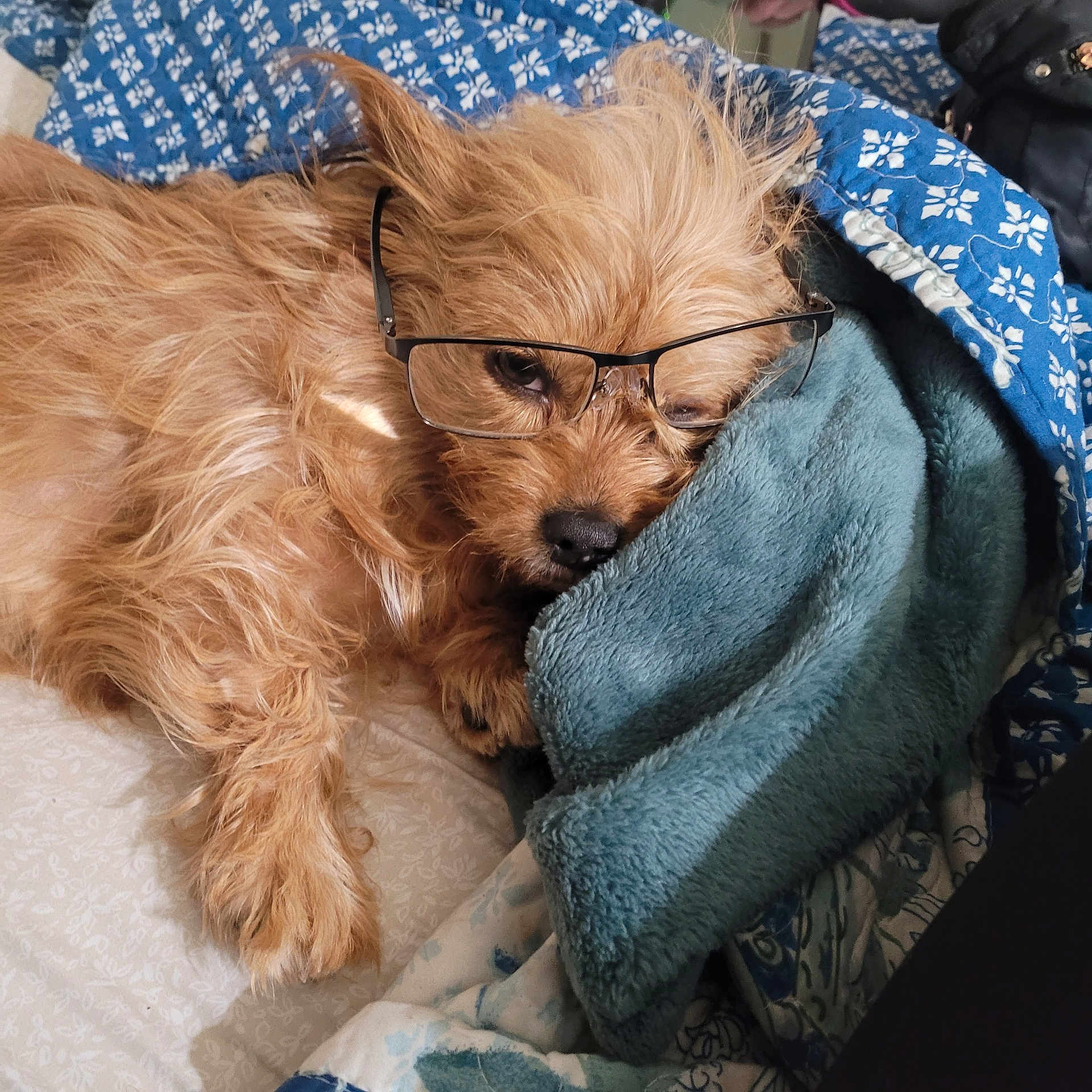 Honesty joined the competition — help win amazing prizes! animal, bed, blanket, brown, comfort, cozy, cute, dog, eyewear, fur, glasses, indoors, pet, portrait, relax, resting, sleepy, snuggled, soft, warm
