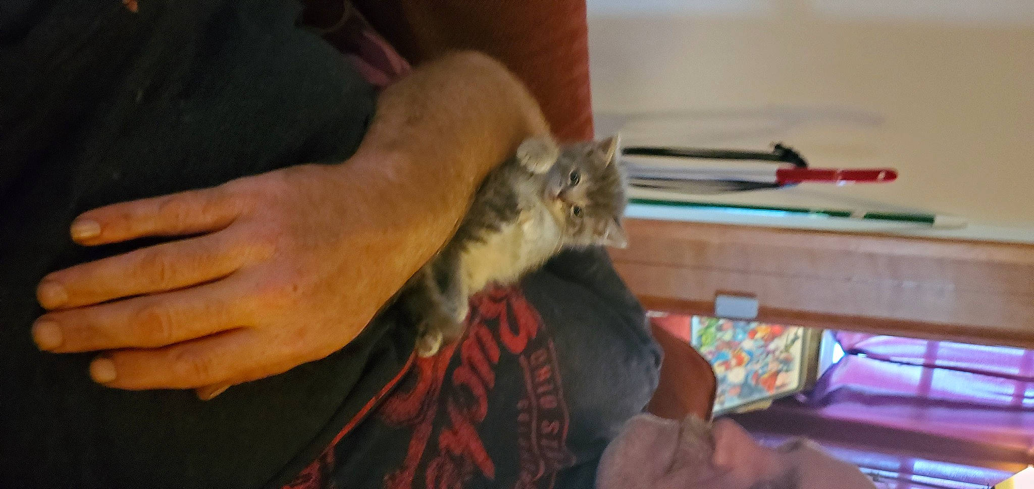 Rosie joined the competition — help win amazing prizes! carnivore, cat, claw, comfort, domestic_short_haired_cat, fawn, felidae, finger, fur, gesture, hand, hardwood, lap, nail, paw, room, small_to_medium_sized_cats, whiskers, wood, wrist