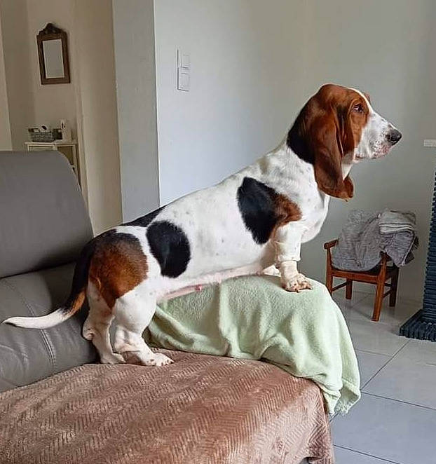 Soline participe au concours pour gagner de l'argent avec cette photo : bored, canidae, carnivore, chair, comfort, companion_dog, couch, dog, dog_breed, door, flooring, furniture, hound, light_switch, liver, living_room, scent_hound, sporting_group, tail, wall_plate