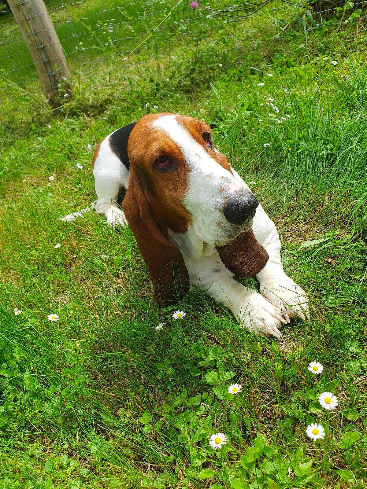 Soline a rejoint le concours — aidez-le/la à gagner de superbes lots ! canidae, carnivore, companion_dog, dog, dog_breed, fawn, grass, groundcover, hound, hunting_dog, liver, natural_landscape, pasture, people_in_nature, plant, snout, sporting_group, terrestrial_animal
