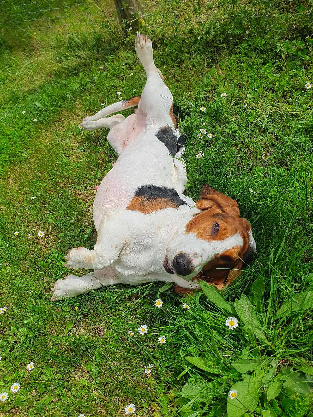 Soline a rejoint le concours — aidez-le/la à gagner de superbes lots ! beagle_harrier, canidae, carnivore, companion_dog, dog, dog_breed, fawn, grass, grassland, groundcover, hound, hunting_dog, lawn, non_sporting_group, pasture, plant, sporting_group, tail, working_animal, working_dog