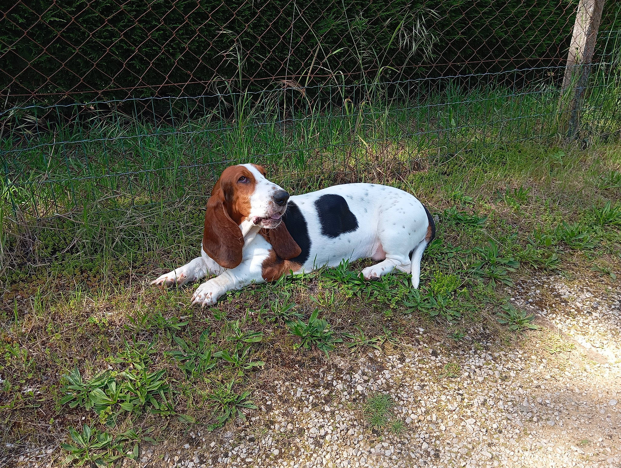 Soline a rejoint le concours — aidez-le/la à gagner de superbes lots ! basset_artesien_normand, basset_hound, beagle_harrier, canidae, carnivore, companion_dog, dog, dog_breed, fawn, fence, grass, gun_dog, hound, hunting_dog, liver, plant, scent_hound, sporting_group, tail, terrestrial_animal