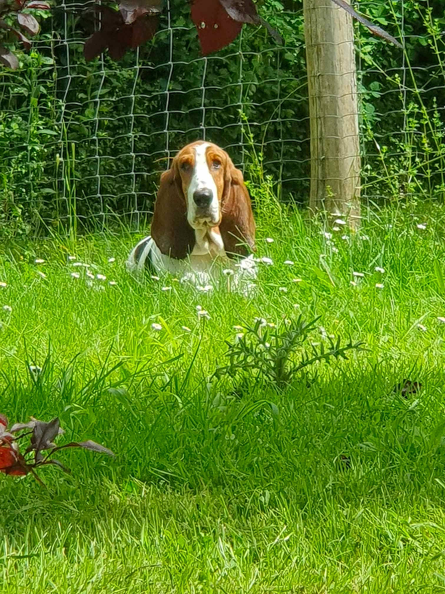 Soline participe au concours pour gagner de l'argent avec cette photo : basset_artesien_normand, basset_hound, carnivore, companion_dog, dog, dog_breed, fence, grass, grassland, groundcover, hound, hunting_dog, liver, natural_landscape, pasture, people_in_nature, plant, scent_hound, sporting_group, terrestrial_animal