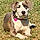 Gracie